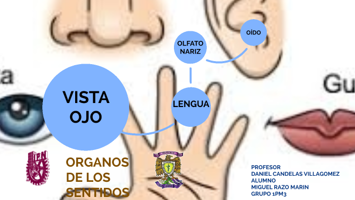 organos de los sentidos by Miguel Mike on Prezi