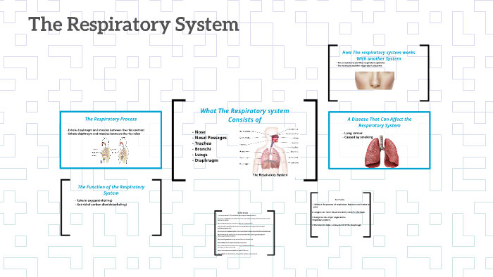 The Respiratory System by Karlee Page on Prezi
