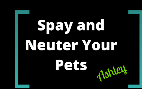Discount pet spay and neuter picture
