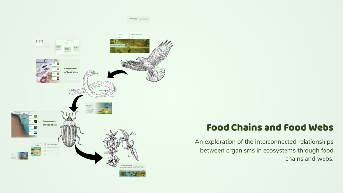 Food Chains and Food Webs by وائل ابراهيم on Prezi