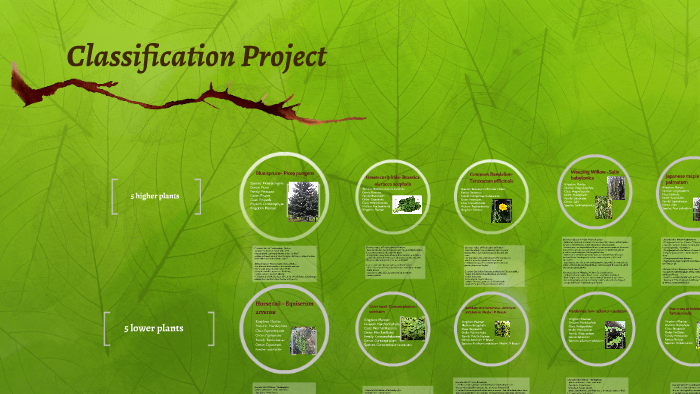 Classification Project by nicole leblanc on Prezi