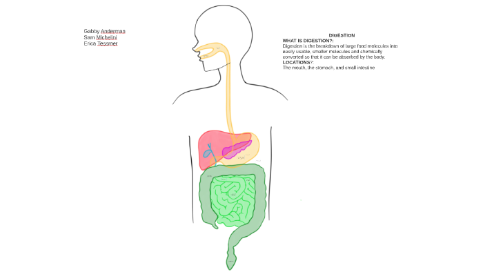 DIGESTION: by Gabby A