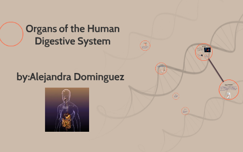Organs of the Human Digestive System by Alejandra Dominguez on Prezi