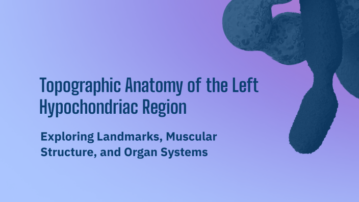 Topographic Anatomy of the Left Hypochondriac Region by Bariadora ...