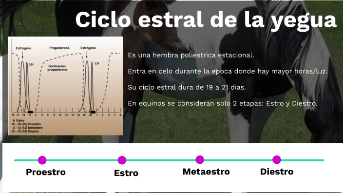 Ciclo Estral De La Yegua By Alfonsina Carrasco On Prezi 0218