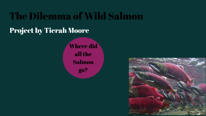 Dilemma Of Wild Salmon By Tierah Moore On Prezi