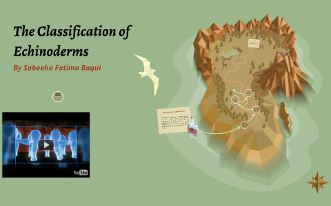 The Classification of Echinoderms by Sabeeha Fatima on Prezi