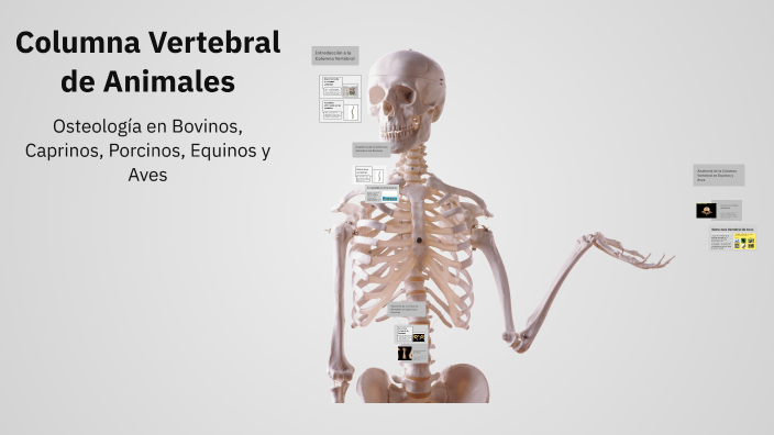Columna Vertebral de Animales by LILIA FERNANDA LOPEZ GALLEGOS on Prezi