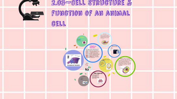 2.03~Cell Structure & function of an animal cell by Kelsey Alexis on Prezi