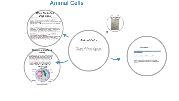 How an animal cell works by Andrew Falkers on Prezi