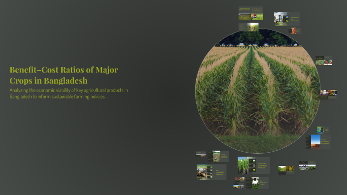 Benefit–Cost Ratios of Major Crops in Bangladesh by Mir Sakib on Prezi