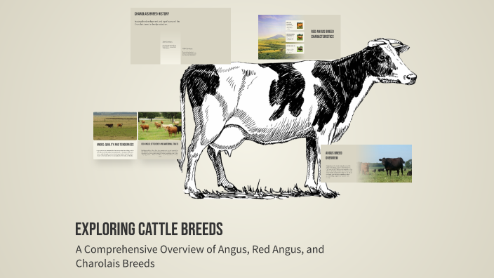 Exploring Cattle Breeds by jamason mark on Prezi