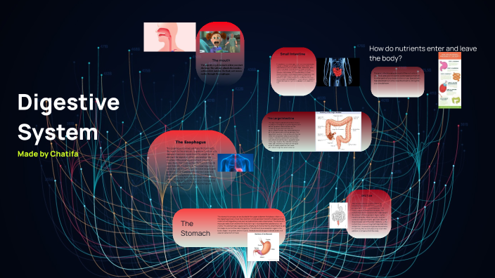 Digestive system by Chatifa Logan on Prezi