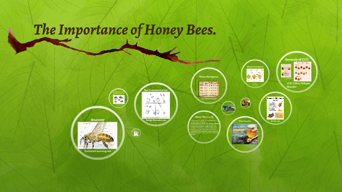 The Importance of Honey Bees. by joshua ashford on Prezi