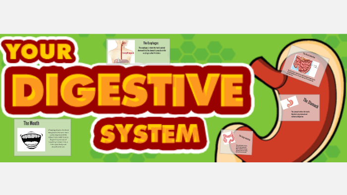 The Digestive System by Matthew Ortiz on Prezi