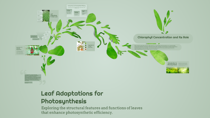 Leaf Adaptations for Photosynthesis by Mariam Ayed on Prezi
