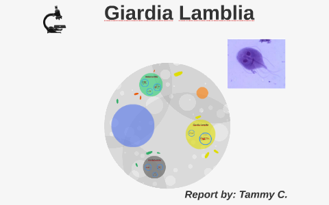 giardia lamblia life cycle