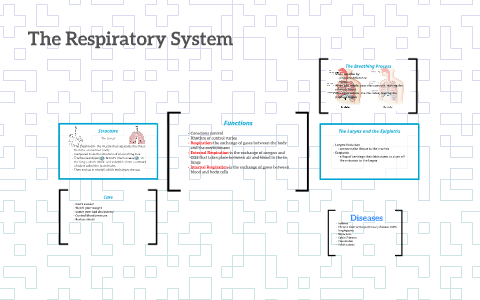 The Respiratory System by Brianna Bennett on Prezi