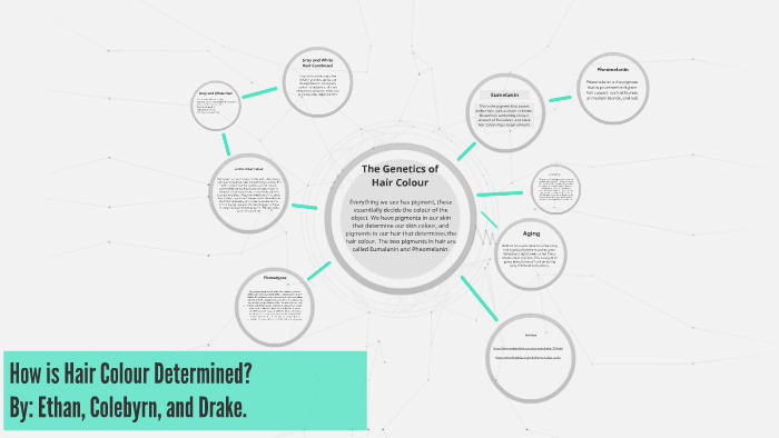 How is Hair Colour Determined by C J on Prezi