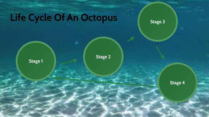 Life Cycle Of An Octopus by Mateo Gonzalez-Matthews on Prezi