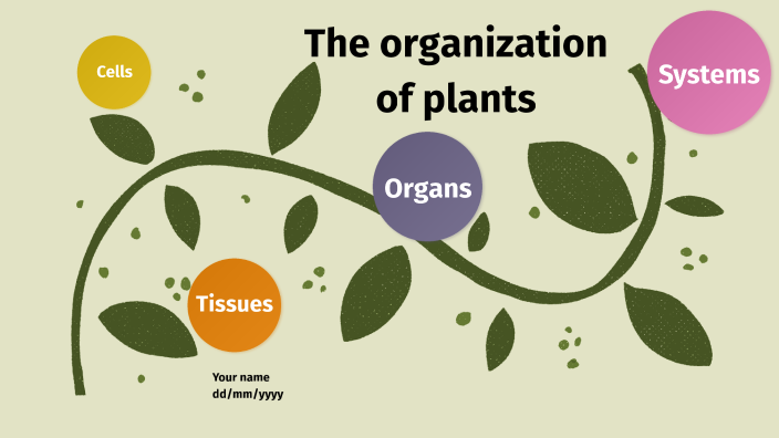 which assignment can be made for the organizational object plant