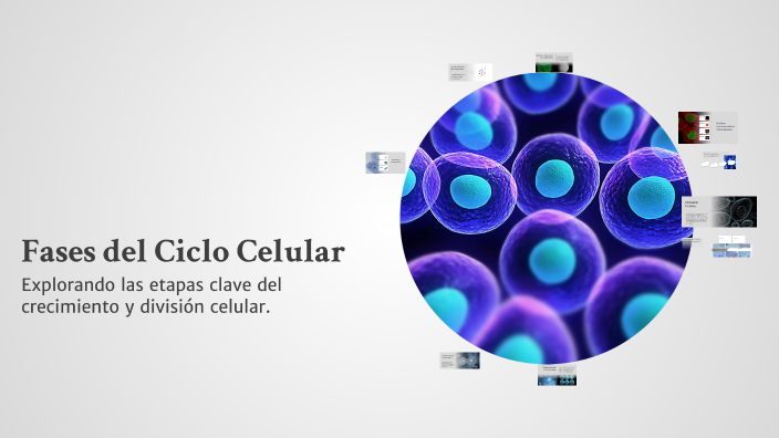 Fases del Ciclo Celular by Joseph Ortega on Prezi
