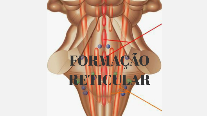 FORMAÇÃO RETICULAR by Danielly Vasconcelos on Prezi