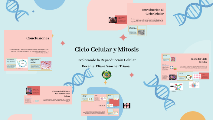 Ciclo Celular y Mitosis by ELIANA SANCHEZ TRIANA on Prezi