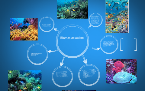 Tipos De Biomas Acuáticos: Guía Completa Y Ejemplos – PEHHNU