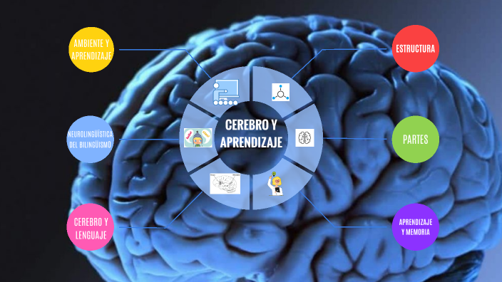 cerebro y aprendizaje by alessia schembri on Prezi