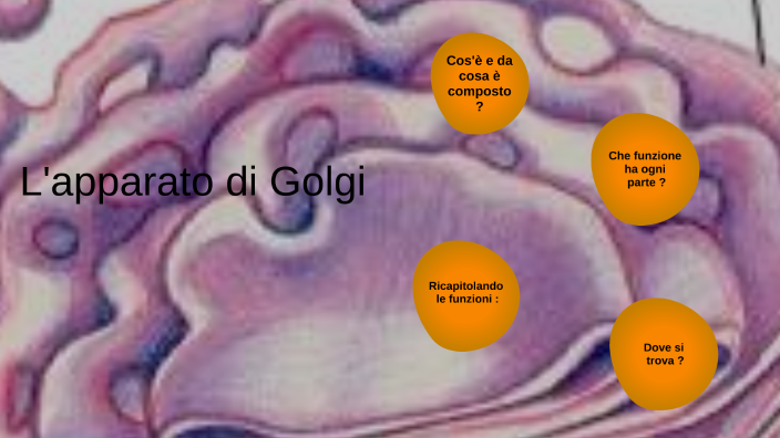 Cos è L Apparato Di Golgi Apparato di Golgi by Marta Chiurlo on Prezi
