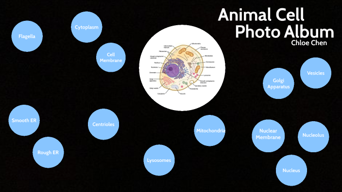 cell-family-photo-album-by-chloe-chen