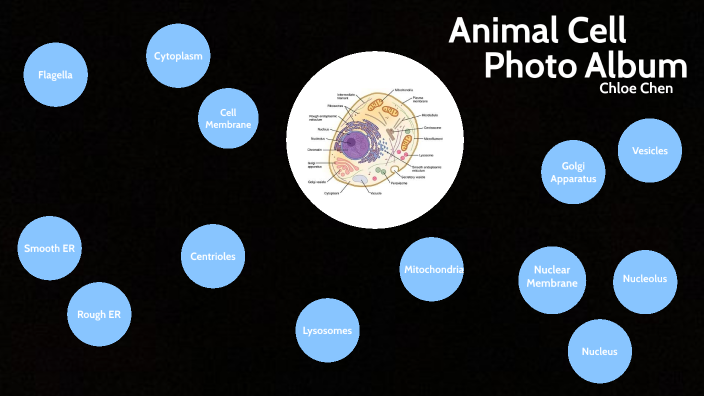 Cell Family Photo Album By Chloe Chen