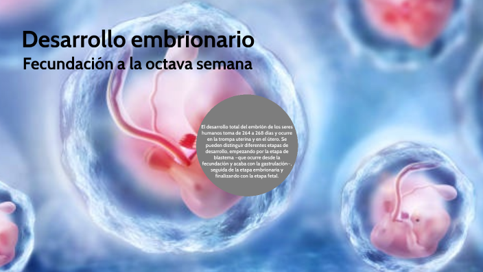 Desarrollo Embrionario Fecundación Octava Semana By Yamilys Samaniego 