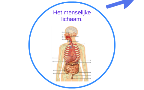 Het menselijke lichaam by Oumaima Benali on Prezi