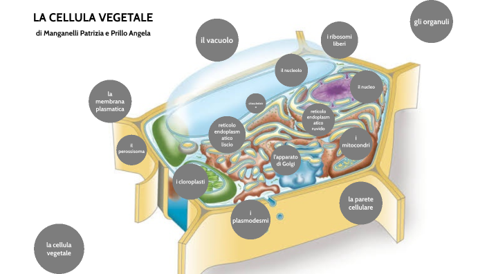 la cellula vegetale by Patrizia Manganelli on Prezi