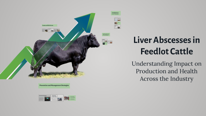 Liver Abscesses in Feedlot Cattle by Gracie Casebolt on Prezi