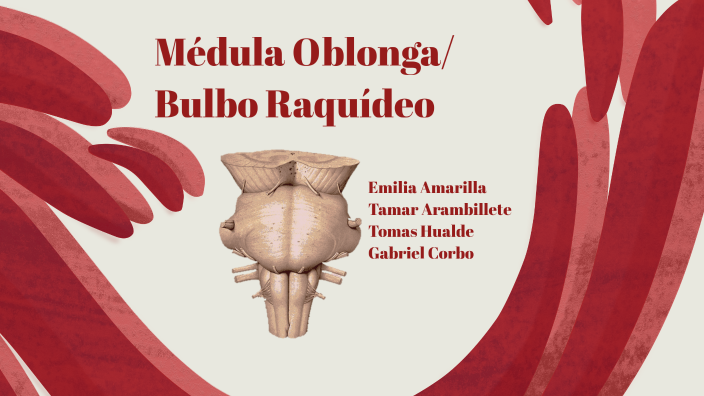 Médula Oblonga by Gabriel Corbo on Prezi