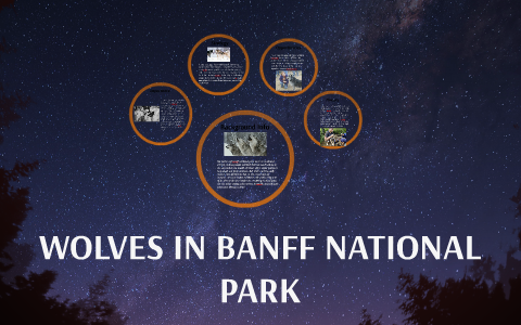 WOLVES IN BANFF NATIONAL PARK by jayce wheeler on Prezi