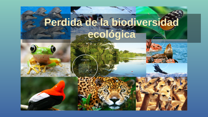 Perdida de la biodiversidad ecologica by Daniel Garcia on Prezi