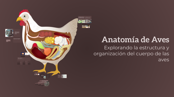Anatomía de Aves by Yeremy Arispe on Prezi