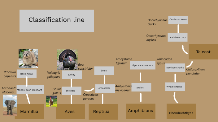 Classification line by Bralyn Byrd on Prezi