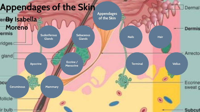 Appendages of the Skin by isabella moreno on Prezi Biology Diagrams