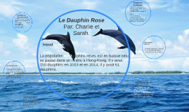 Le Dauphin Rose By Charlie Lister