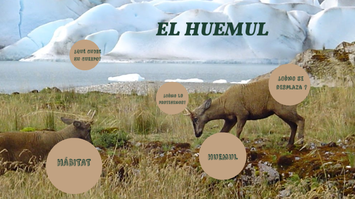 huemul by Sebastian Pizarro on Prezi