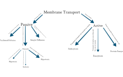 Cell Membrane And Transport Concept Map By Andrew Bove On Prezi Next