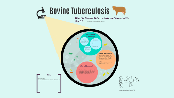 Bovine TB By Emma Webb On Prezi