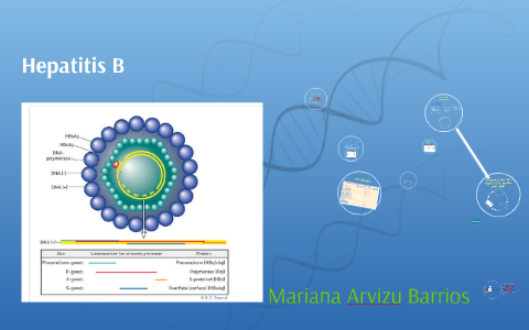 Hepatitis B by on Prezi