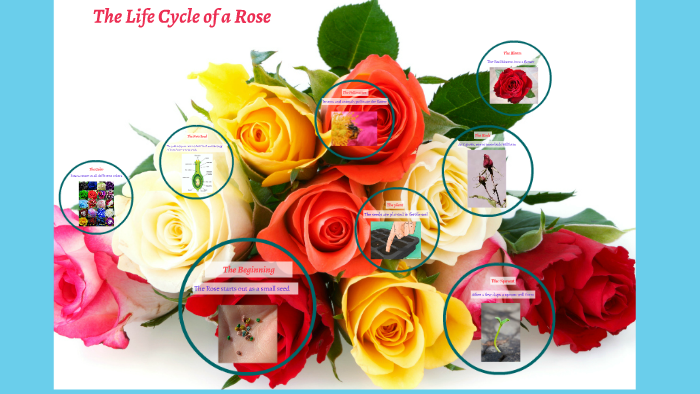 The Life Cycle of a Rose by Aleisha Flori on Prezi