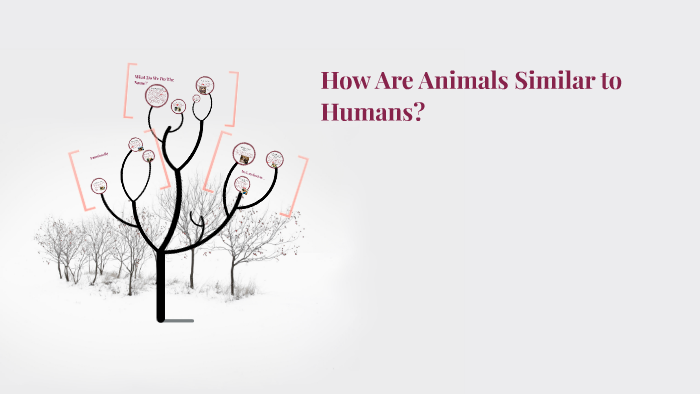 how-are-animals-similar-to-humans-by-brayden-spjuth